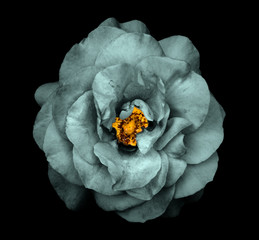 Surreal dark chrome grey rose flower isolated on black
