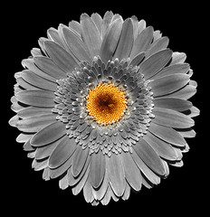 Obrazy na Plexi  Surrealistyczny ciemny chrom szary kwiat gerbery na czarnym tle