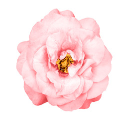 Naklejka premium Natural tender red rose flower isolated on white