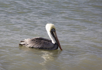 A white-headed, brown pelicans swims in the calm surf