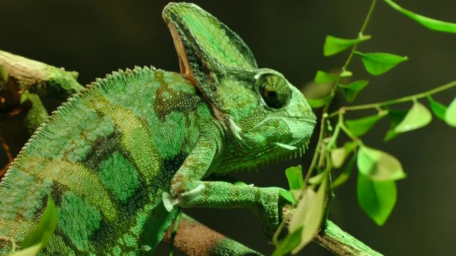 green veiled chameleon lizard 

