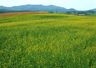 Fototapeta premium Rape blossoms field