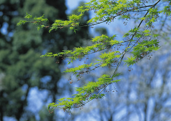 Maple