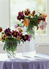 Pansy at the window
