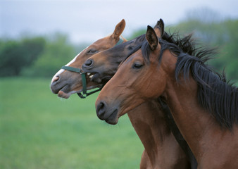 Obraz premium Thoroughbred