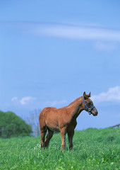 Fototapeta premium Thoroughbred