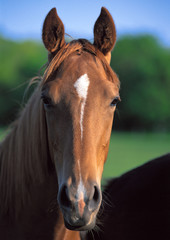 Obraz premium Thoroughbred