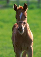 Fototapeta premium Thoroughbred