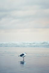 Seagull in water at the beach on a cloudy day