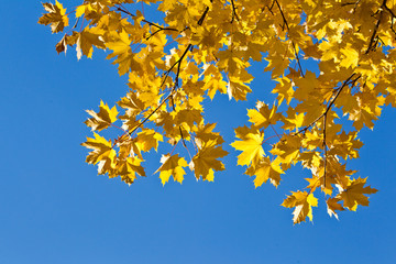 Fototapeta na wymiar Orange fall leaves against a bright blue sky