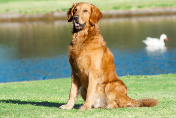 golden retriever en jardin, lago con pato