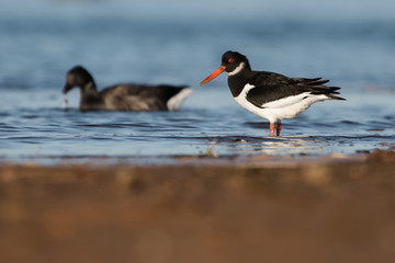 Eurasian Oystercatcher, Haematopus ostralegus