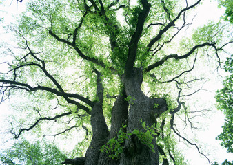 Fototapeta premium Giant tree