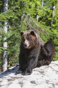 Grizzly bear scratching on ice at the top of Grouse Mountain, Vancouver, British Columbia, Canada