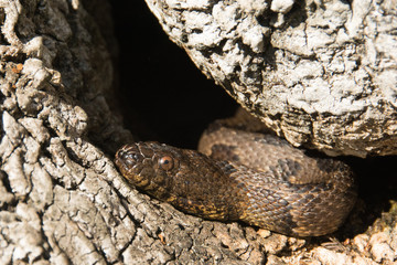 Brown water snake rests on a log.