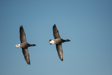 Brent Goose, Branta bernicla