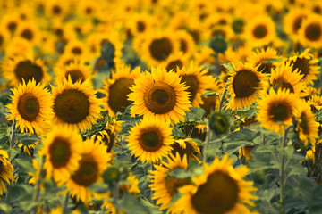 Heldergele zonnebloemen in veld