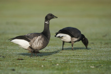 Brent Goose, Branta bernicla