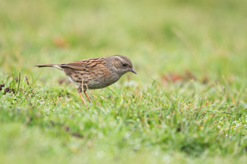 Dunnock, Prunella modularis