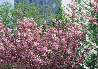 Obraz premium Flower