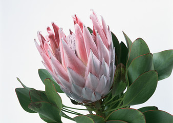 King Protea