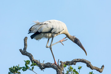 Wood Stork scratches an itch with its pink feet.