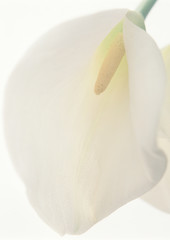 Calla