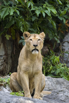 Image of a female lion on nature background.