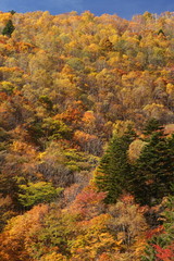 Fototapeta premium 紅葉の山
