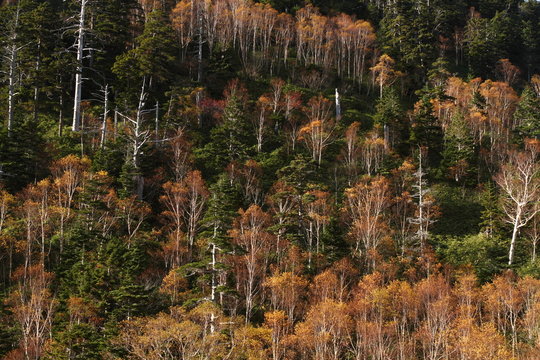 秋の岳樺林