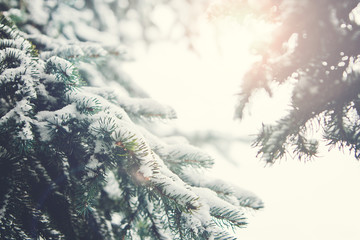 Fir Branch With Snow And Sun Flare During Winter