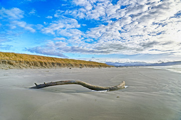 driftwood on a Gearhart Oregon beach