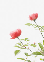 Naklejka premium Roses