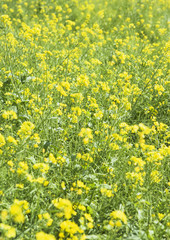 Mustard field 
