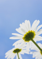 Shasta Daisy