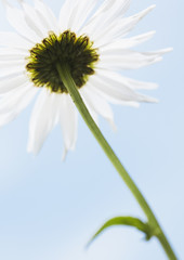Shasta Daisy