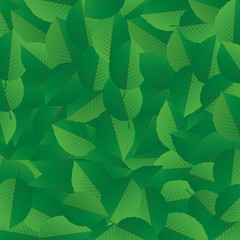 Green Beech Leafs. Vector illustration and Background.