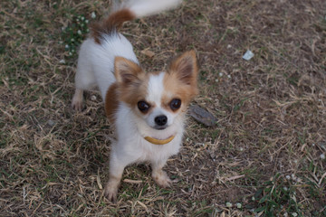 .Dog playing in the grass Scattered trash-strewn field All happy