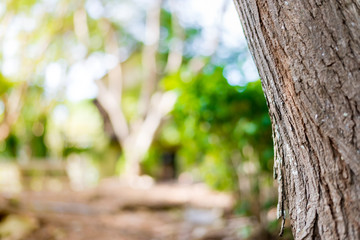 Tree Bark skin of big tree in outdoor park. Selective focus.