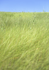 Blue sky and field of grass