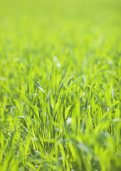 Field of grass
