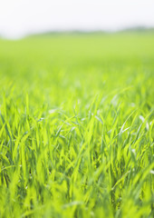 Field of grass
