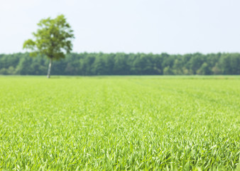 Obraz premium Field of grass