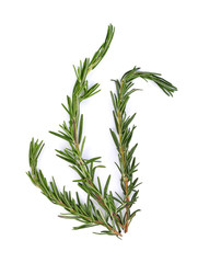 rosemary on a white background