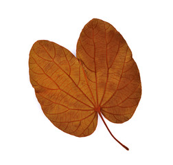 Dry leaf on white background