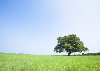 Obraz premium Blue sky and field of grass