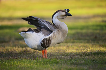 Geese