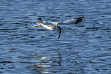 Seagull flies above water with fish.