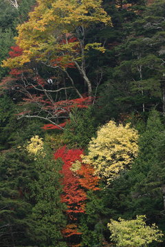 紅葉の森