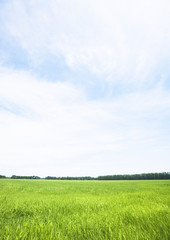 Fototapeta na wymiar Blue sky and the field of grass